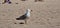 young specimen bird walking on small beach