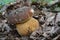 Young specimen of Boletus aereus or Dark cep mushroom
