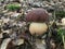 Young specimen of Boletus aereus or Dark cep mushroom. Stock Photo