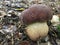 Young specimen of Boletus aereus or Dark cep mushroom. Stock Photo