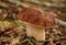 Young specimen of boletus edulis with the hat cuticle wrinkled.