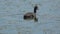 Young specimen of Eurasian coot - Fulica atra - in the natural area of Marismas del Odiel, Huelva, Andalusia, Spain