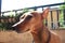 Young specimen puppy dog â€‹â€‹breed. pet in the terrace of the house where he lives proud. female zwerg pinscher red or brown