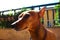 Young specimen puppy dog â€‹â€‹breed. pet in the terrace of the house where he lives proud. female zwerg pinscher red or brown