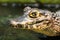 Young Spectacled Caiman