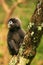 Young Spectacled langur sitting in a tree, Ang Thong National Ma