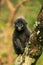 Young Spectacled langur sitting in a tree, Ang Thong National Ma