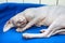 Young sphynx cat lying on blue bed