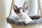 Young Sphynx cat with striking blue eyes sitting in a hanging basket