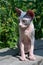 Young Sphynx Hairless Cat of blue and white color sits outdoors on background of grass and flowers