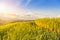 Young spike ear of jasmine rice growing in plantation paddy green field on sunset time.