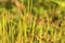 Young sporophytes of Dicranum moss in Manchester, Connecticut.