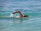 Young sporting man swims in sea