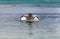 Young sporting man swims in the sea