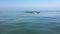 Young sporting man swims in the sea