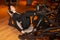 Young sportive woman doing leg press exercise in machine