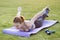 Young sportive woman in sports clothes training in field at sunrise. Girl standing in plank position on grass in a city park