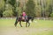 Young sportswoman riding horse in equestrian show jumps competition. Teenage girl ride a horse