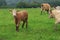 Young spotted cattle are happily walking towards the photographer. An active, trusting and curious cow that doesn`t mind raining.