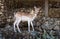 Young spotted deer