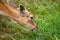 A young spotted deer eats grass in a field on an autumn day. An animal in a natural habitat. A close-up portrait shows an