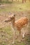 Young spotted deer in the forest thicket close-up.