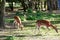 Young spotted deer munching the