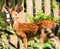 Young Spotted Deer Posing Near A Fence