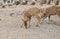 Young spotted deer smelling for food on ground