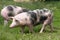 Young spotted domestic pietrain pig with black spots