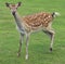 Young spotted fawn deer