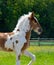 A young spotted foal runs across the pasture