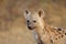Young spotted hyena - Kruger National Park