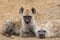 Young Spotted Hyena lying down pose, Kruger National Park, South Africa