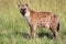 Young spotted hyena at the masai mara