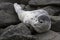 Young spotted seal lying among the stones on the shore of a quiet ocean on a springy cloudy day