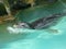 Young Spotted Seal Swims in Blue Water