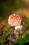 Young spotted toadstool