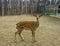 Young spotty deer in national park