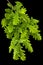 Young sprig of oak with leaves, isolated on black background