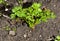 The young sprig of parsley grown in the garden