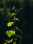 Young sprig of vine illuminated by sunset light