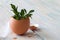 Young sprigs of boxwood growing in eggshell on light wooden background, easter symbol of life