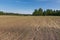 Young spring field with sprouts of corn. Nature close up background.  Winter wheats growths in fertile soil at warm spring morning