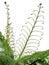 Young spring fronds of silver tree fern on white