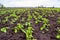 Young spring green shoots growing on the field in fertile black soil. Landscape with agricultural plantation land