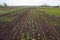 Young spring green shoots growing on the field in fertile black soil. Landscape with agricultural plantation land