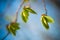 Young spring leaves