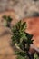 Young spring leaves on tip of branch of Redcurrant fruit shrub, latin name Ribes Rubrum