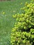 Young spring shoots of canadian spruce.